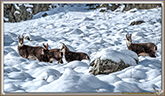 CHAMOIS
